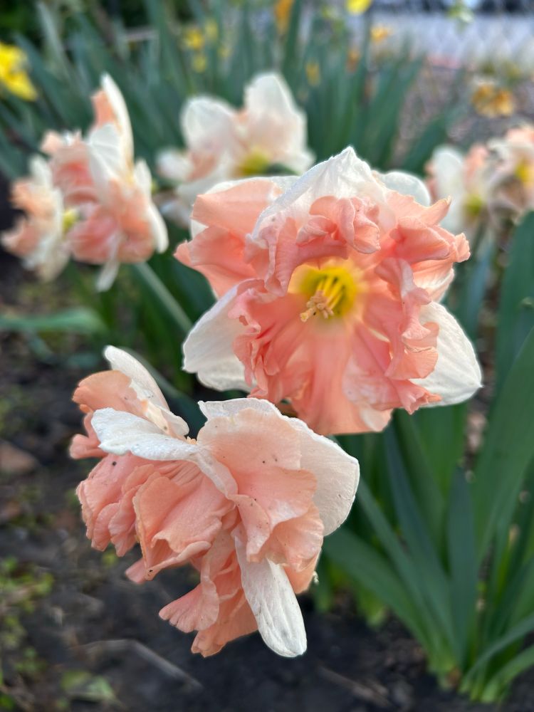 Daffodils with peachy coronas and white petals. 