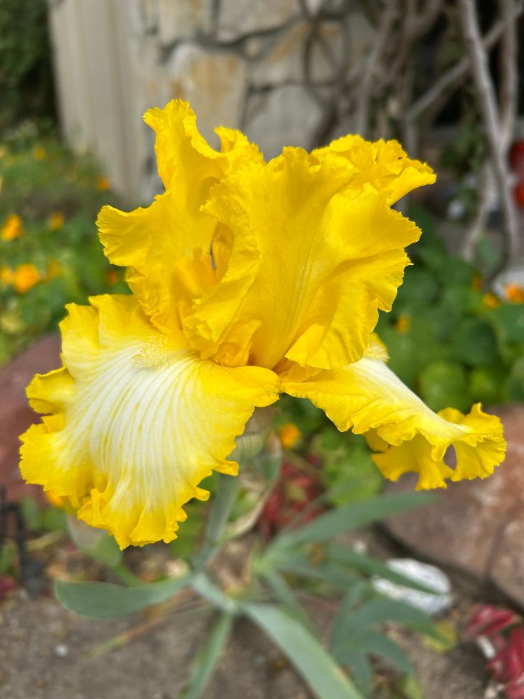 Bright yellow iris - Yellow standards, yellow falls with white patch/streaks down the center and yellow beard.  