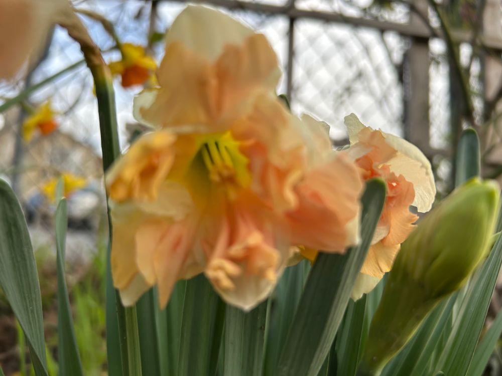 Close up of daffodil with peachy inner petals and white/off white outer petals. 
