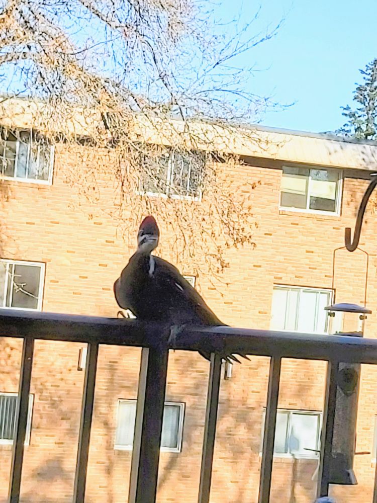 A pileated woodpecker perches on a 3rd floor balcony.