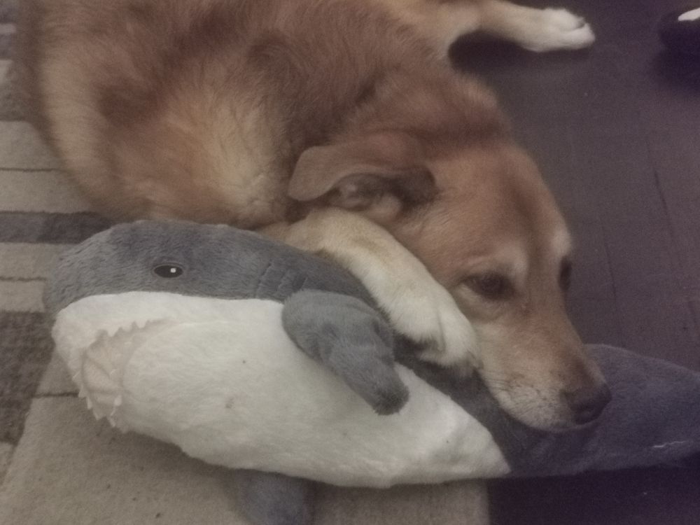dog using blahaj as pillow