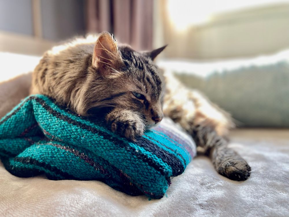 Bob is a long haired brownish striped cat with green eyes, a salmon colored orange/pink nose, white chin, and long white whiskers. Here, he is resting on a striped blanket earlier this summer in his couch spot. I call this his sleeping dragon pose, and you can see he is awake with his eye lazily open, as he rests his chin on a paw. 