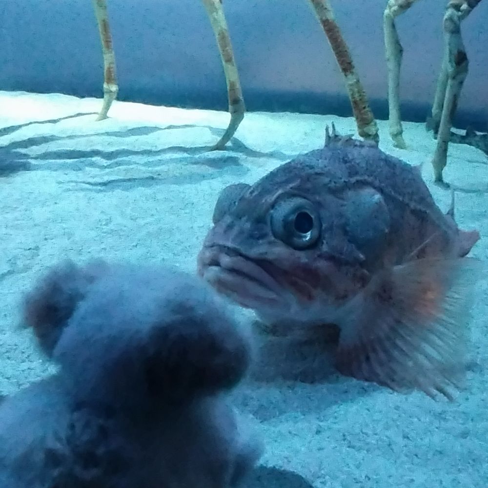 いぬ(ぬいぐるみ)が水槽越しにカサゴを眺めている。
カサゴもこちらを見ている。