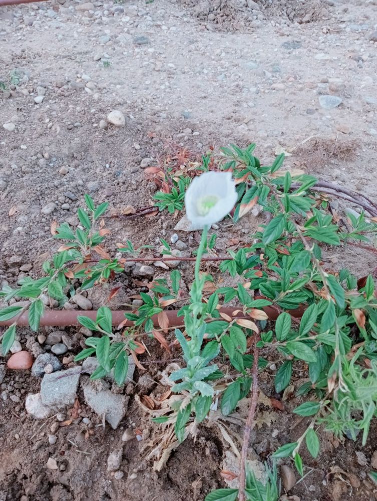 Foto algo borrosa de una amapola blanca. 