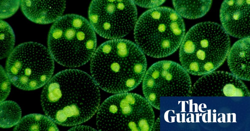 Strange and wondrous creatures: plankton and the origins of life on Earth – podcast