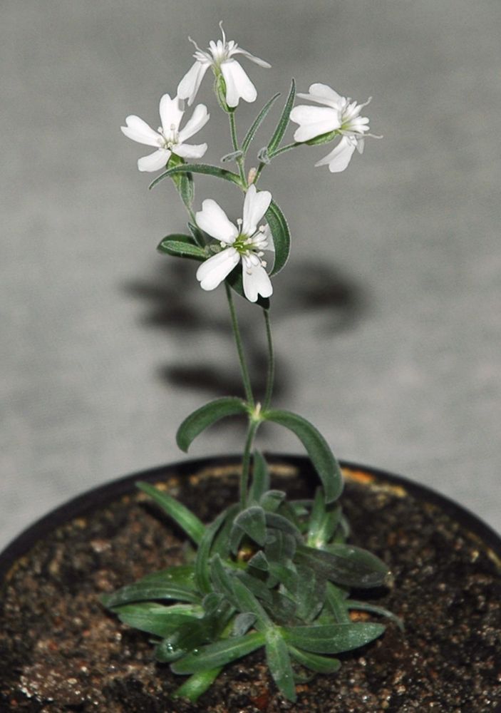 A small, gangly plant grows in a pot of soil. Its base is covered in pairs and rosettes of slender, dark green leaves. Its thin, wiry stems are topped with delicate white flowers, each with five petals, some of which are bent down like the feathers of a shuttlecock. Photo from: https://www.pnas.org/doi/10.1073/pnas.1118386109