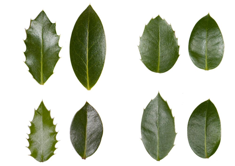 A collage of four pairs of holly leaves, each from a single plant. The leaves are dark green and glossy with a prominent midline vein of pale green or yellow. Each pair juxtaposes a leaf that has spines along its edge against a leaf with perfectly smooth edges. Credit: Carlos M. Herrera & Pilar Bazaga 2013 https://academic.oup.com/botlinnean/article-abstract/171/3/441/2416188?redirectedFrom=fulltext