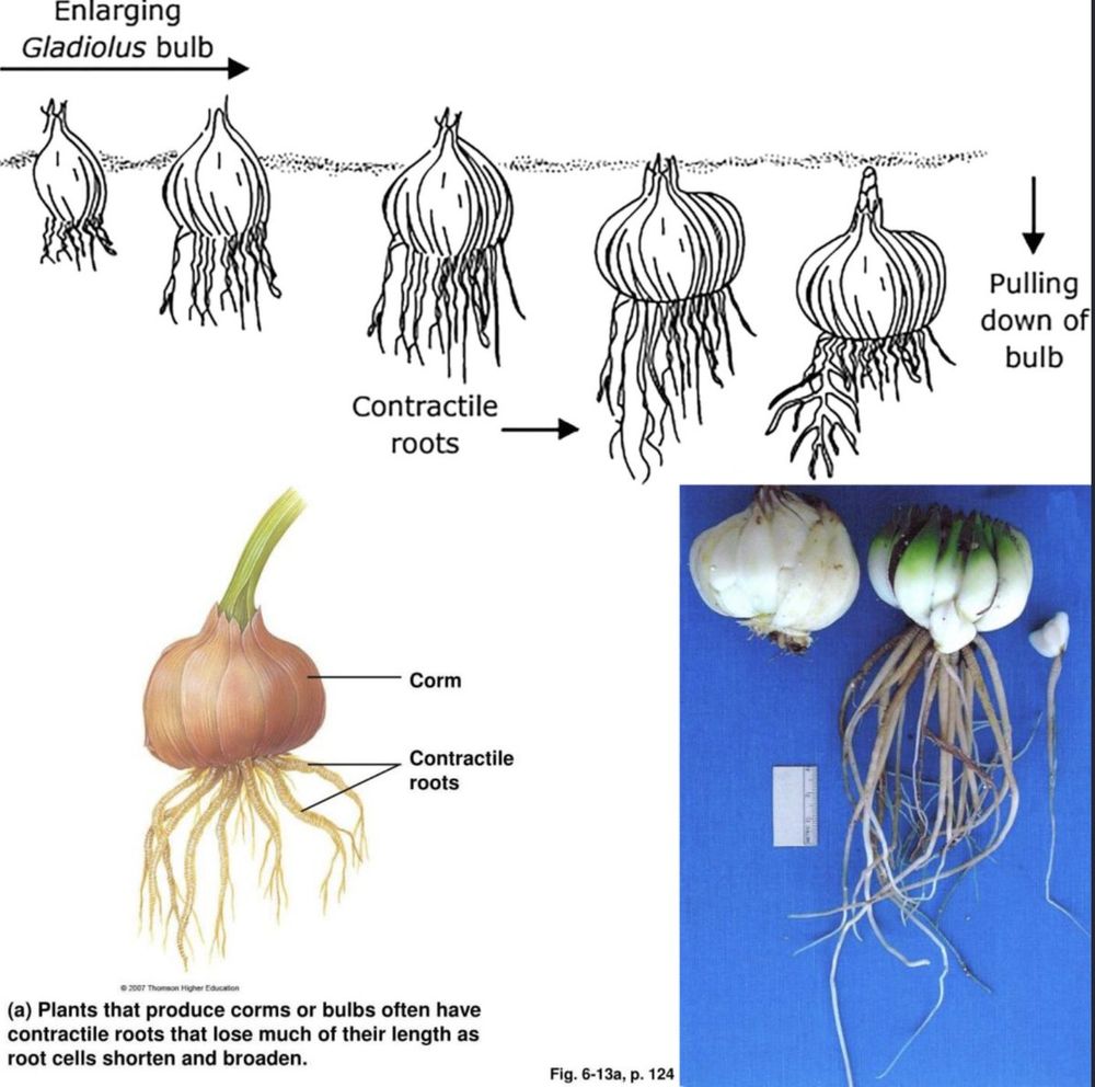 A collage of scientific diagrams showing how some flowering bulbs develop contractile roots that pull the bulbs deeper. The top illustration is a simple black and white time lapse drawing showing a Gladiolus bulb sinking progressively deeper. In the middle, a drawing of an onion-skin colored corm with yellow contractile roots. And to the lower right a photo of actual corms and spidery roots.