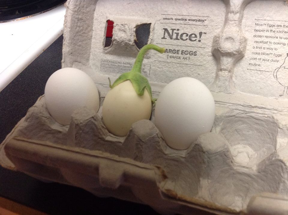 A small white eggplant sitting neatly between two white chicken eggs in an egg carton