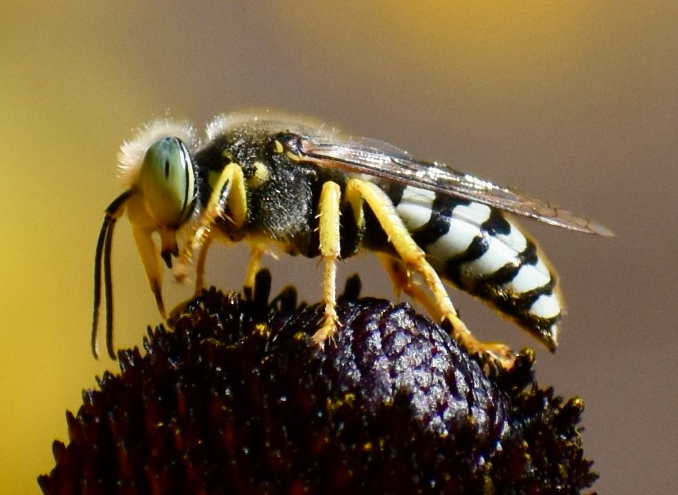 Four photos of a North American sand wasp feeding on a Rudbeckia. The wasp is about the size of a yellow jacket with a striking Escherian abdomen adorned in rippling yet neatly conjoined black and white stripes; long, angled, pale yellow legs: and eyes like large jade eggs. 