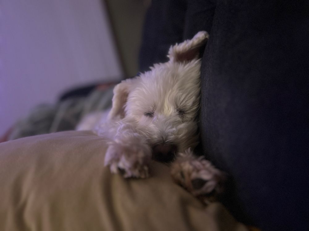 A snoozin’ white schnauzer on a pillow. Adorable as hell.