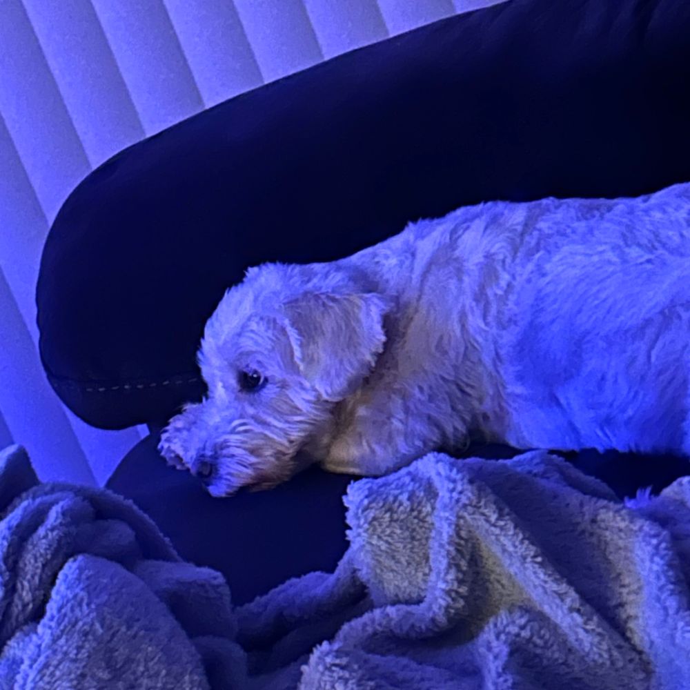 A white schnauzer snuggled on the couch who is gazing at the TV. 