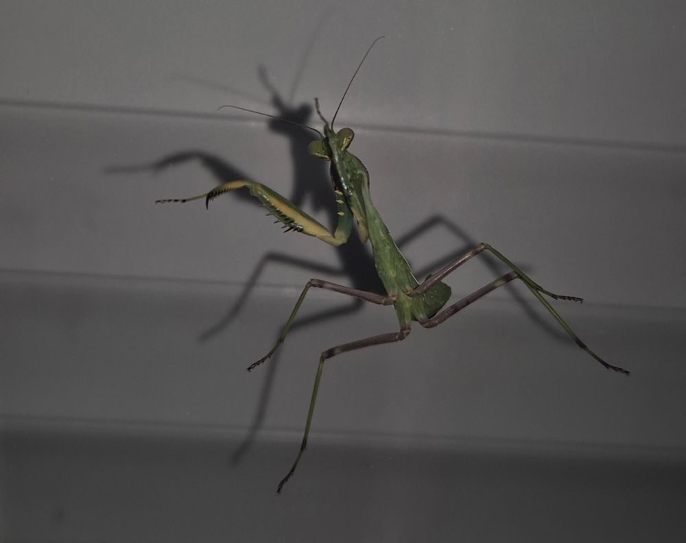 European praying mantis against a window. Mantis did not want to leave thus it was locked down with the window blinds to secure also their story in place... Something. 