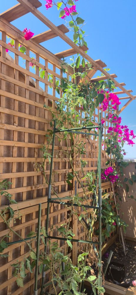 It is a magnificent wooden trellis on a balcony. The trellis seems to help both sides in the never-ending war of team bougainvillea vs "I wanna be the tallest tomato plant ever" -group. Neither are winning, both are reaching into the neighbours side for reasons not understood by mere humans.