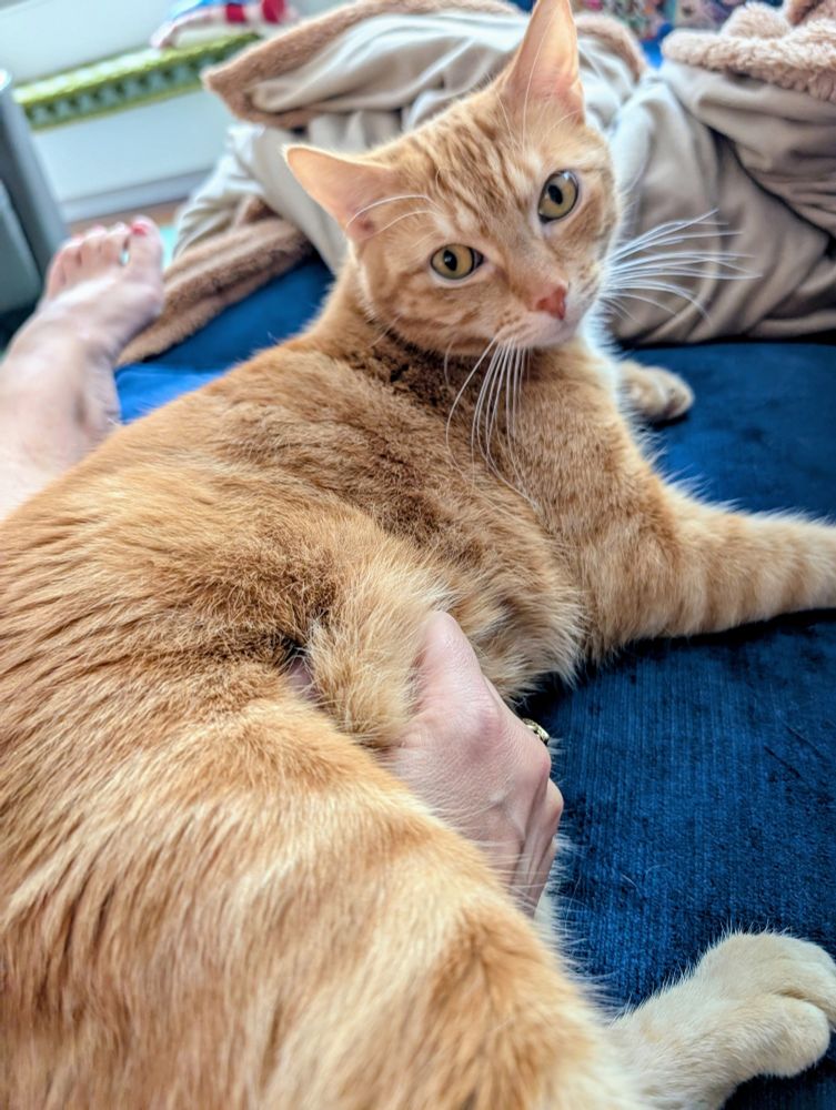 Orange cat getting belly rubs