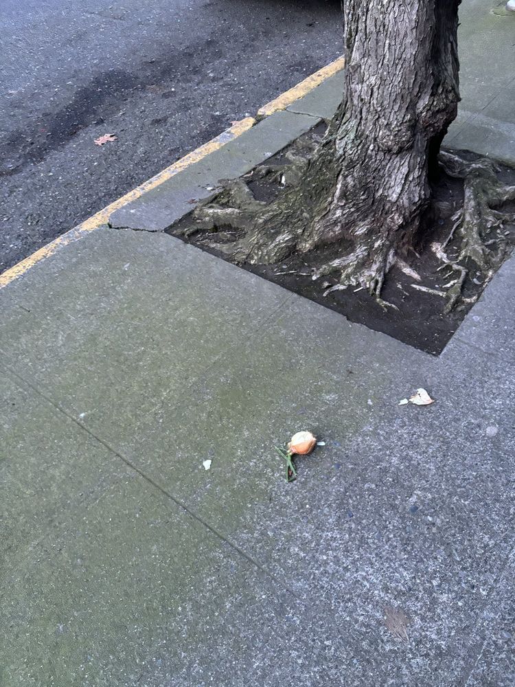 an opened onion on the sidewalk next to a tree. looks like it might have been dropped