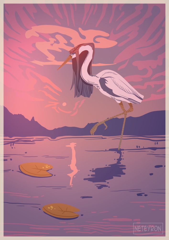 Human turned in gray heron stays in lake with lilypads while pink twilight