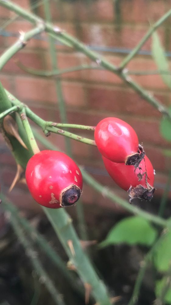 Oval red berries with a brown circle at the top. They are attached to green stems. There is a brick wall in the background