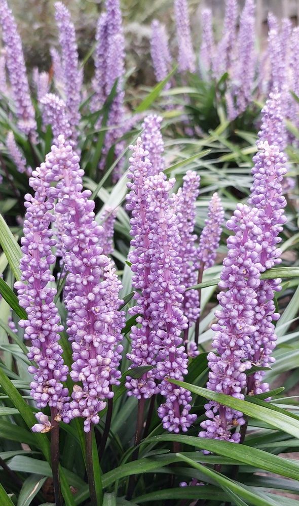 Blooming liriope muscari 