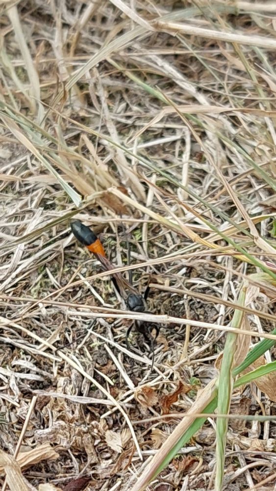 A very narrow insect that can fly but stays mainly on the ground. I've seen it dig a hole and drag a caterpillar into that hole, probably as food for future larvae.