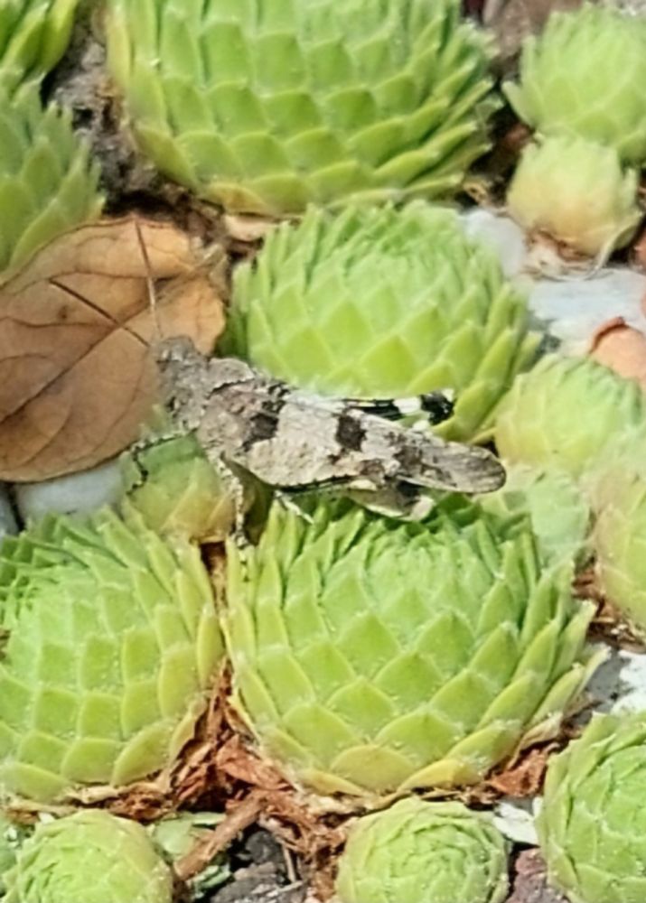 A grey/black grasshopper on green sempervivum