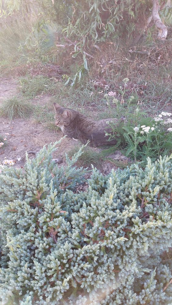 A cat in my 'wild', overgrown yard.