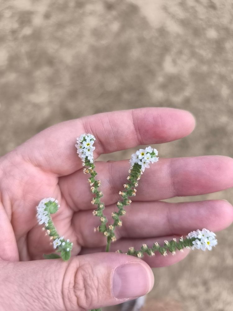 Planta de heliotropo. Se ven sus flores y forma en espiral 