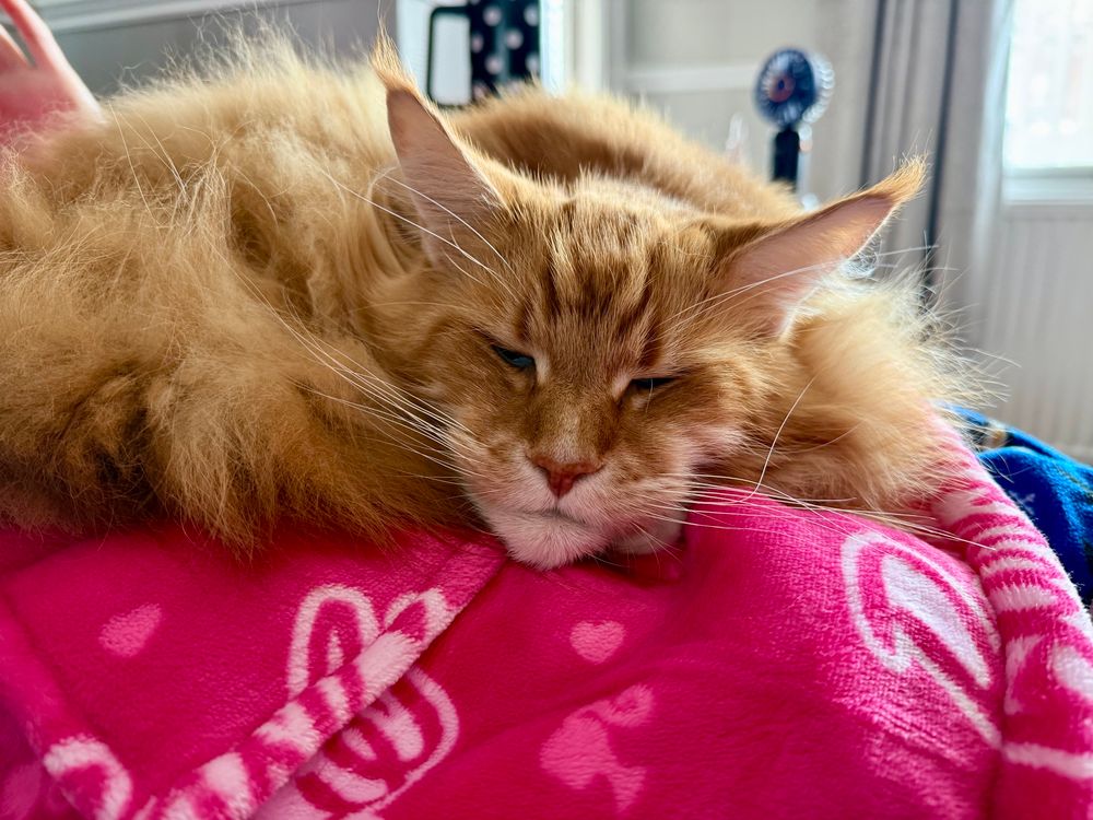 Gizmo the orange Maine Coon cat is fast asleep on mum’s lap. She’s wearing a vibrant pink Oodie (fluffy oversize cosy style hooded top) which matches nicely against the warm of Gizmo’s fur. His eyes are closed and his large pointy ears are flattening down as he feels safe and secure napping with his mum!