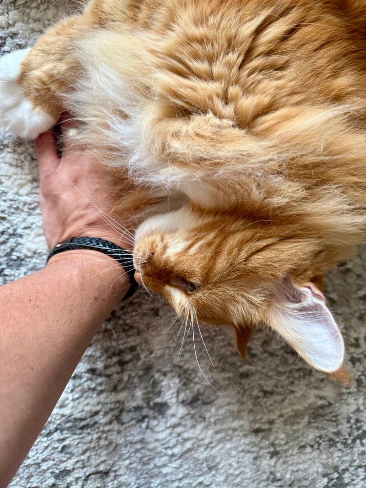Gizmo the orange Maine Coon cat is lying with his head upside down and rubbing into Dadmin’s hand which is lost among the floof of Gizmo’s white chest fur. Gizmo has his snow dipped paws over Dadmin’s fingers and his floofy orange fur looks deep and luscious from this overhead angle!
