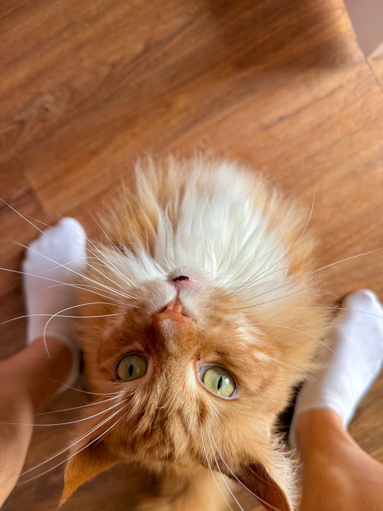 Gizmo the orange Maine Coon is sitting on a dark wooden floor looking directly up into the camera. From the perspective of the viewer his head is upside down so eyes and ears are at the bottom of the frame. He’s sat between Dadmin’s legs - his calves and feet (adorned by short white trainer socks - nobody needs to see them in all their size 11/12 giganticness 😹😹) are visible. Dadmin still has a good bit of post-holiday tan 😹😹

Gizmo’s face is in crystal clear focus so his green eyes and long white whiskers stand out. His darker orange tabby markings on his head can be seen too along with a cute little brown freckle on the outside of his white mouth.