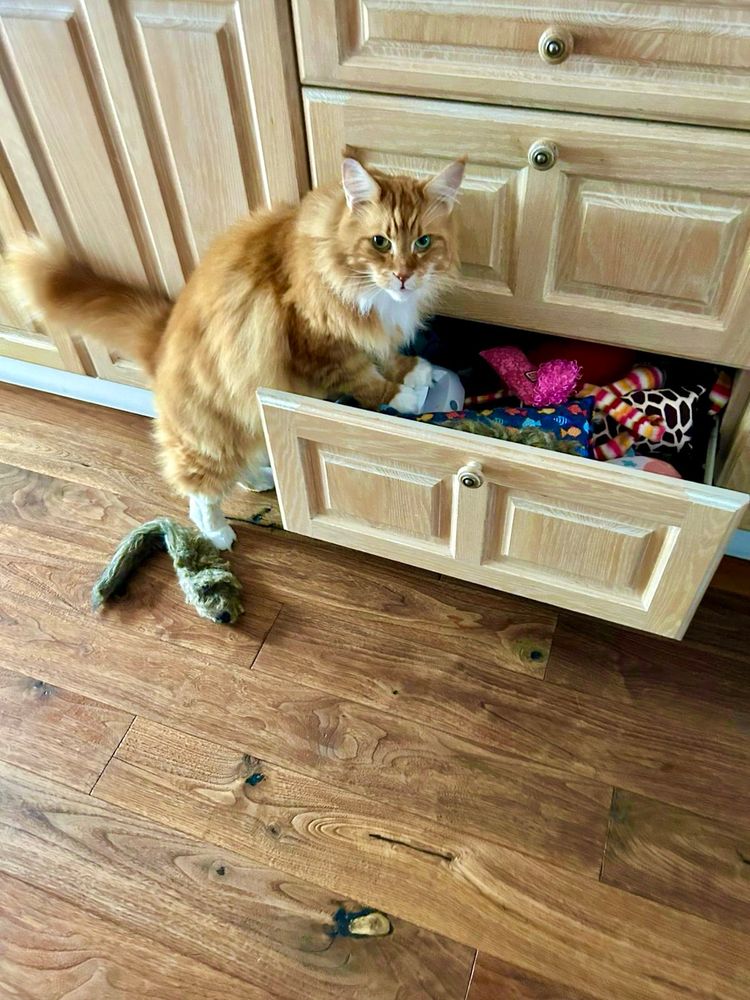 Gizmo the orange Maine Coon cat is standing on a dark wood floor with his front paws in a kitchen drawer which is full of colourful cat toys. He’s already pulled one brown rat type toy out and put it on the floor and his face suggests he’s been caught in the act of pulling as many more out as he can without being spotted! The drawer is a light point colour and is bottom of a three drawer stack in that part of the kitchen unit.