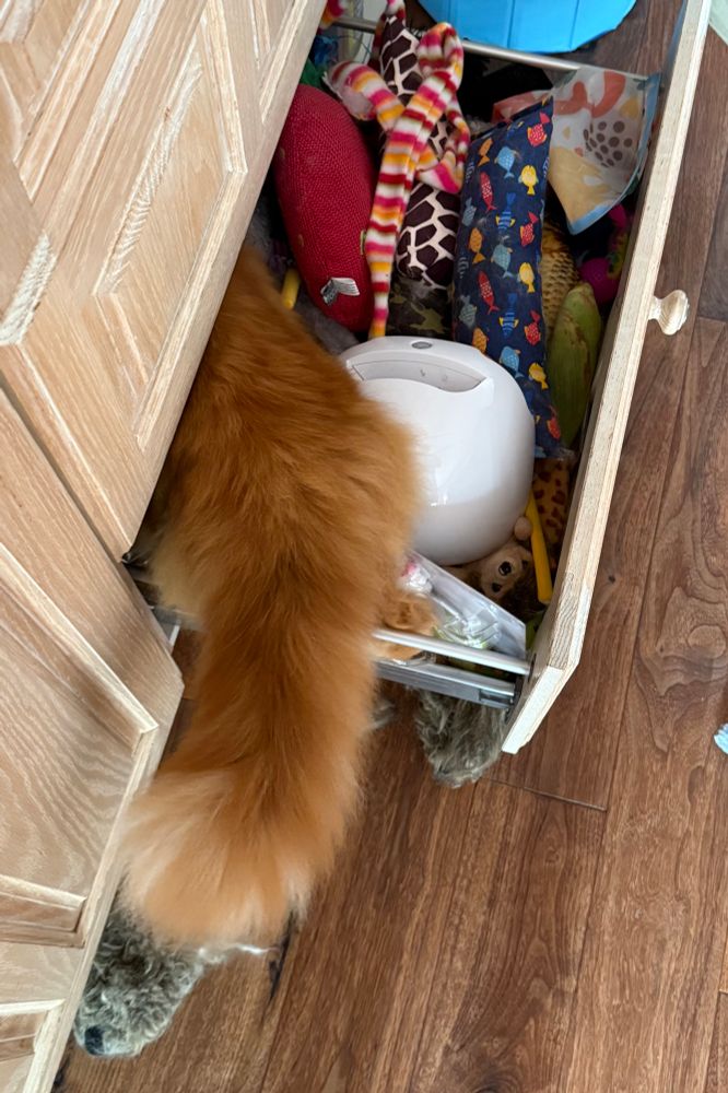 Pic 1 of 3: The very large and very fluffy tail of Gizmo the Maine Coon cat and some of his back can be seen from above as he climbs into a drawer full of cat toys in the kitchen. The drawer is open wide and various toys are inside. Two brown furry ones are already out of the drawer and on the dark wood floor.