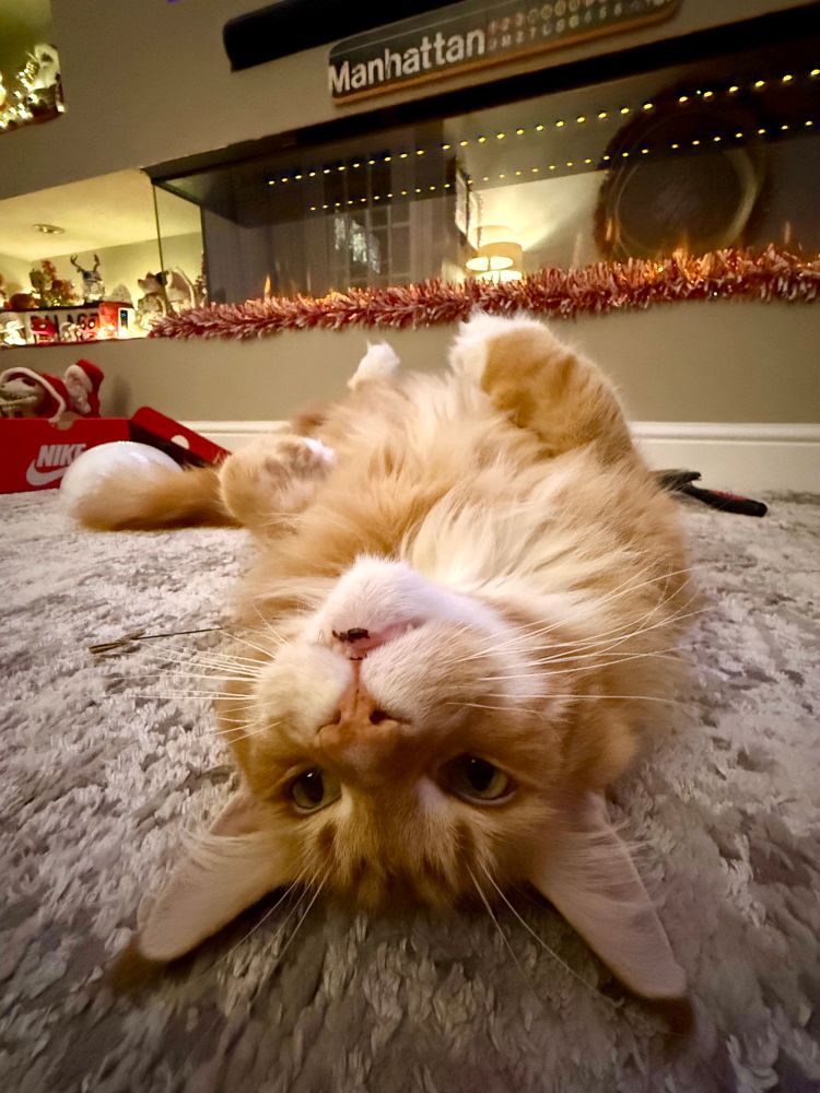 Gizmo the orange Maine Coon cat is lying upside down on a grey/silver/white rug…his head is close up at the bottom of the picture while his creamy furred belly stretches off into the distance where a single snow dipped back paw is pointing up like a floofy periscope! A feature wall with flame efffect fire place enclosed by glass is behind Gizmo. It’s decorated with red and white tinsel - a very festive scene!