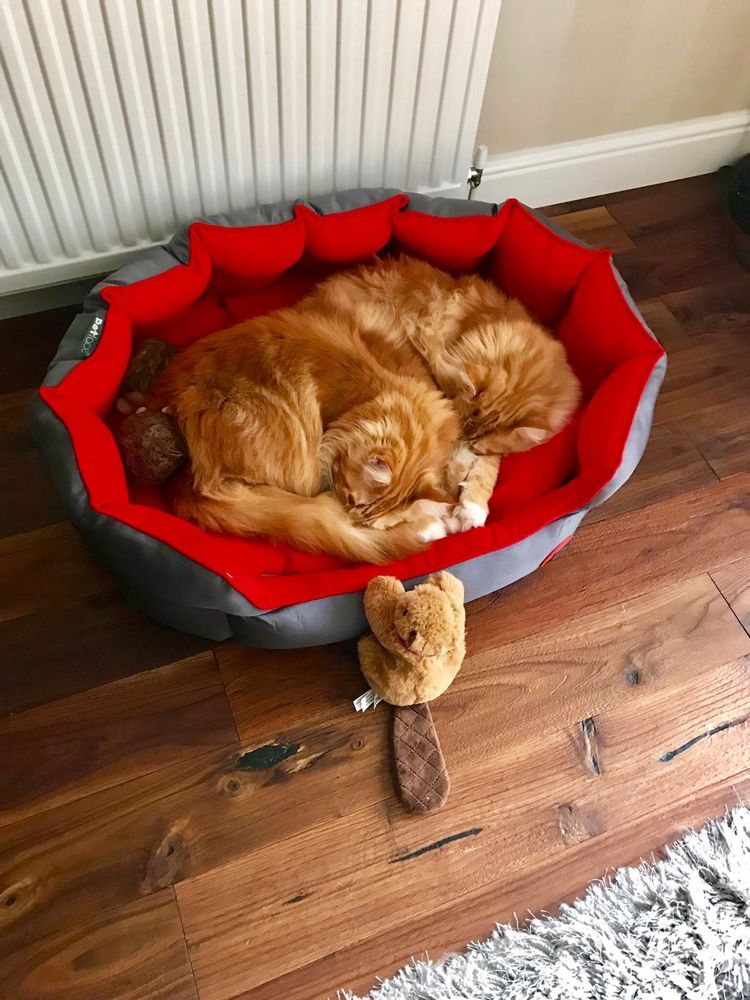 This is a picture from 2019 of Buddy and Gizmo the orange Maine Coon cats asleep in a large red and black bed which was meant for medium to large dogs 😹😹 Both boys are asleep with their heads rested on their front legs. Gizmo is on the left with Buddy curled into his back behind him. They fit together like two floofy jigsaw pieces! At the front of the bed is a toy beaver which is stood up at the bed as if it’s trying to get in…it’s a similar colour to the boys with a flat brown tail on the dark wood floor. There are two other brown animal toys at Gizmo’s side which if I recall correctly were a hedgehog and possibly another hedgehog but one is a bit of brown blob so it’s hard to tell!