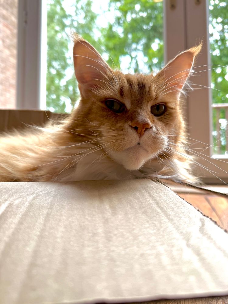 This picture is looking at the head of Gizmo the orange Maine Coon cat as he lounges in a brown cardboard box. One of the top parts of the box lid is angled at the front of the picture and Gizmo’s big old head is at the top of it! Behind Gizmo and contrasting against his orange fur is the greenery of trees in the back garden. Gizmo is posing with a serious face on today, probably due to the camera intrusion on his box time! His long white whiskers on his muzzle and eyebrows are captured in sharp detail as they extend wider than his head…all the better for not bumping into things!