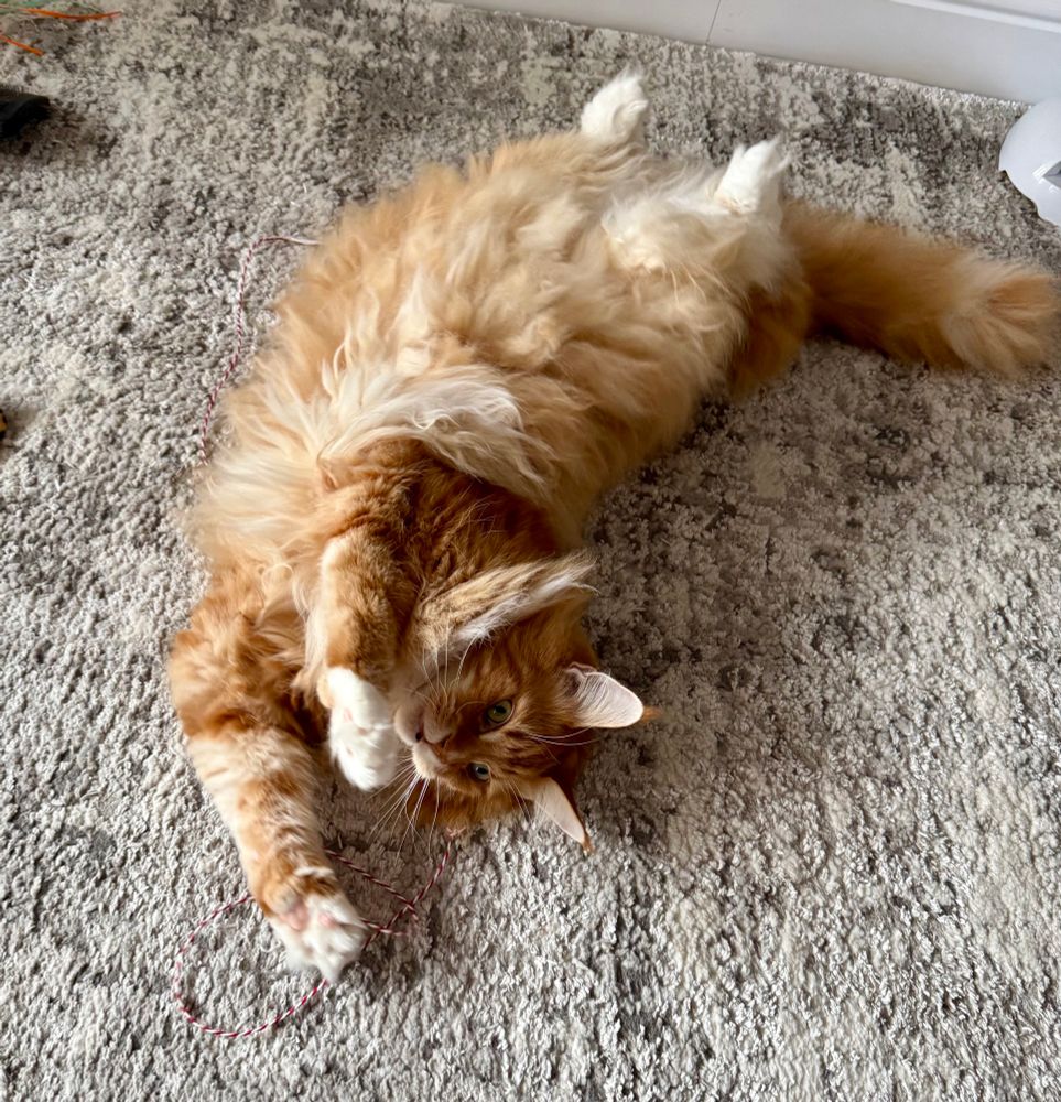 Gizmo the orange Maine Coon cat is lying upside down on a grey/silver/white rug with his front legs stretched out in a Superman pose. His massive snow dipped paws are pushed out too, giving us glimpses of the pink toe beans. His luxurious tummy fur is a lighter colour with a mix of cream and orange colourings. Gizmo’s green eyes have a look of panic on them as if he was actually flying like Superman and he’s realised he’s left the oven on 😹😹