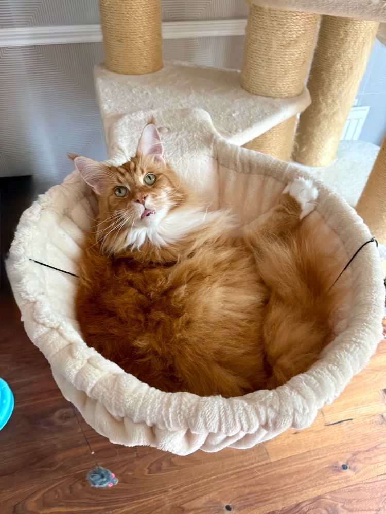 Gizmo the orange Maine Coon cat is nestled in a cream pod on his cream coloured cat tree and looking up at the camera. His orange fur stands out warmly and brightly against the neutral cream colour as does the snow dipped paw he’s got held against the right side of the pod which extends out from the tree and is suspended a few feet above the dark wood floor. His big pointy ears look even bigger from this overhead angle. A small grey/black mouse dangles from the left side of the pod too.