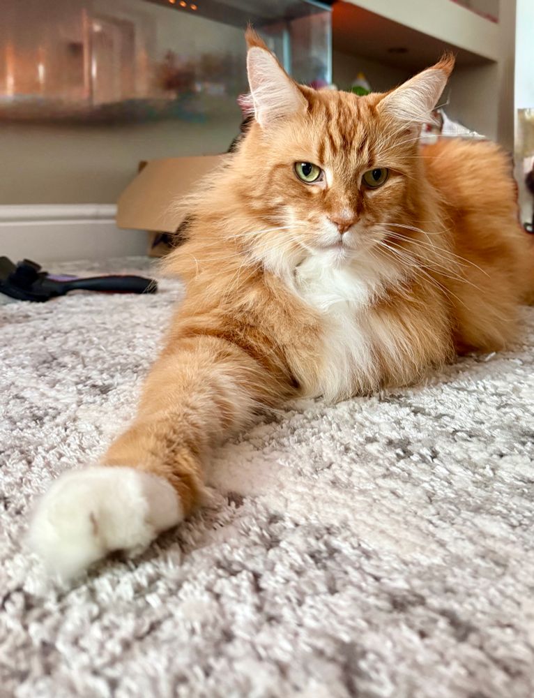 Gizmo the orange Maine Coon cat is lounging on a grey/silver/white rug - he’s got his right front leg extending so the big floofy snow dipped paw at the end of it is at the front left of the picture. His green eyes are gazing off camera and his beautifully soft and well groomed fur look (model’s own work 😹😹) look especially shiny and bright today!