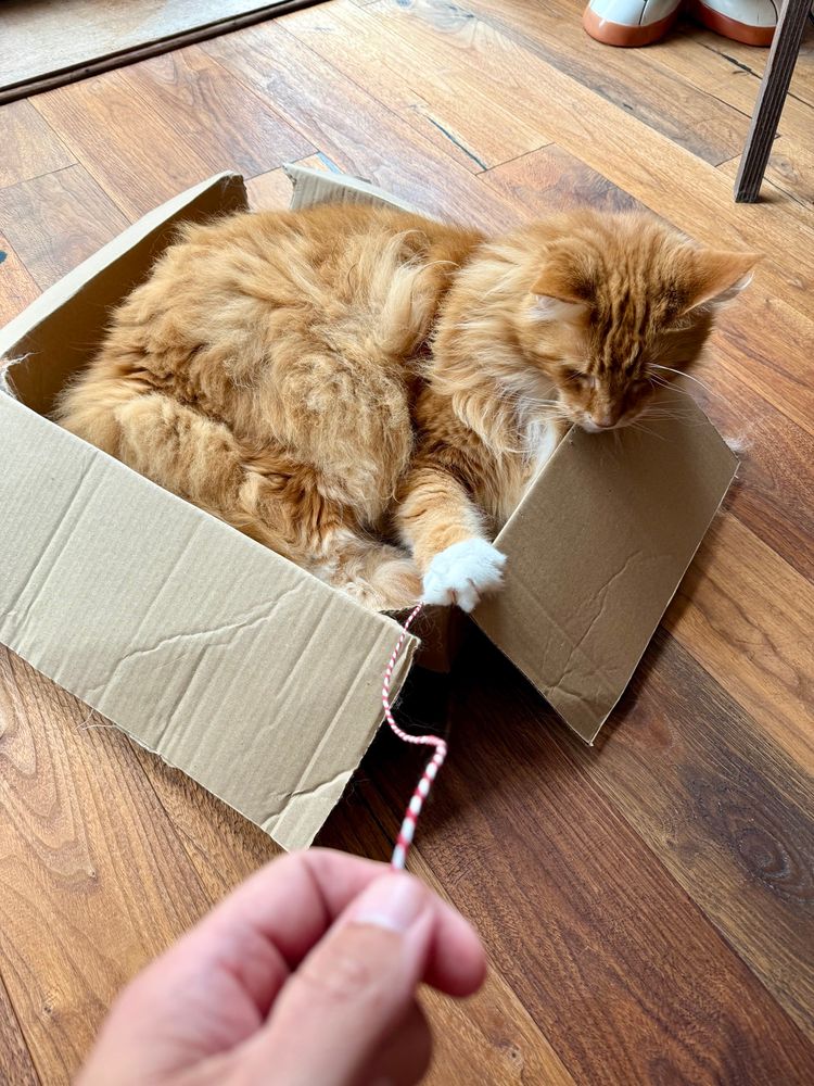 Gizmo the orange Maine Coon cat is inside a brown cardboard box on a dark wood floor. The box has low sides so you can see him fully filling it. He has a snow dipped paw on the edge of the left side as the camera looks overhead. In the bottom of the picture is Dadmin’s left hand holding on to a piece of red and white candy cane string which is what Gizmo’s paw has grabbed hold of!