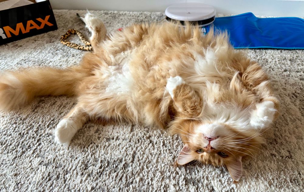 Gizmo the orange Maine Coon cat is lying on his back showing off his orange/cream coloured floofy tummy! His head is on the right of the picture with his tail off into the distance on the left. He’s holding his snow dipped front paws up under his chin with a cute look on his upside down face!