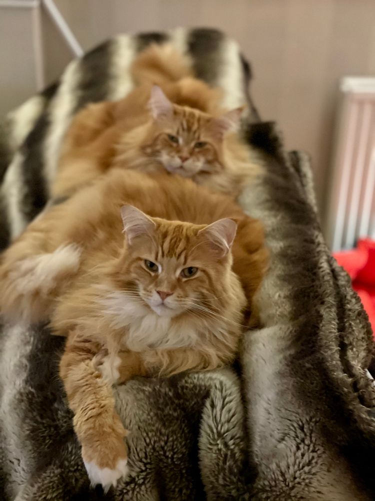 Buddy and Gizmo the orange Maine Coons are laying on a striped throw which features brown stripes with silvery/grey ones. Buddy is closest to the camera and Gizmo is lying right behind him so they look like they’ve formed a floofy train. Buddy has a leg extended and you can see a snow dipped paw at the end of his leg.