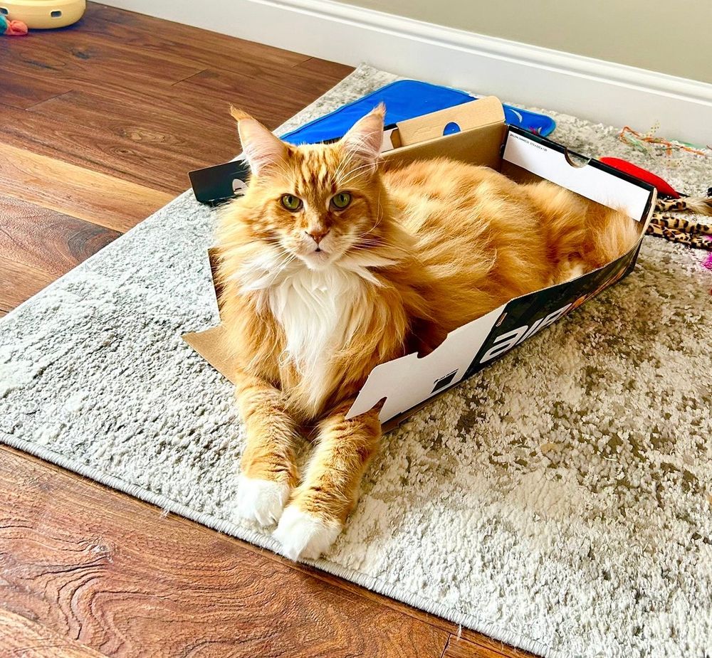 Gizmo the orange Maine Coon cat is lying proudly in his box which has now been opened up at the left hand side. His head is at the end with his front legs stretched out towards the edge of the grey/silver/white rug the box sits on and his floofy butt is pressed against the far edge of the box. Gizmo’s green eyes are looking right up at the camera from the floor and he definitely looks very happy with his work of extending himself through the side of the box 😹😹