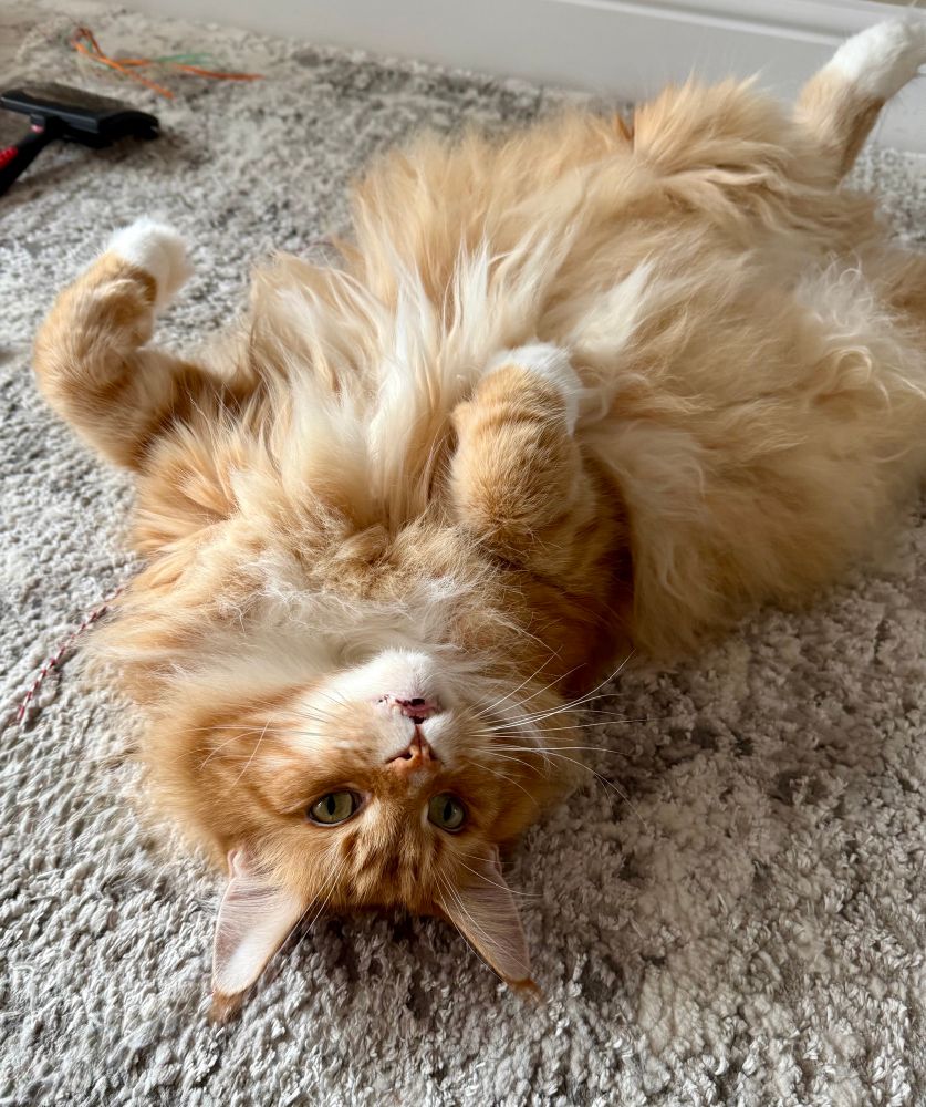 Gizmo the orange Maine Coon cat is lying on his back with his head at the bottom of the picture in the jelly belly pose - full tummy and floof on display! His tummy floof is light in colour - a mix of lighter orange, cream and a bit of white thrown in for good measure! The coat is soft and flowing and he loves having it rubbed! Gizmo has his front snow dipped paws pulled up and the back ones aren’t really visible as they disappear at the top edge of the picture! His long white whiskers are on show as well along with his pointy ears and their orange tips.