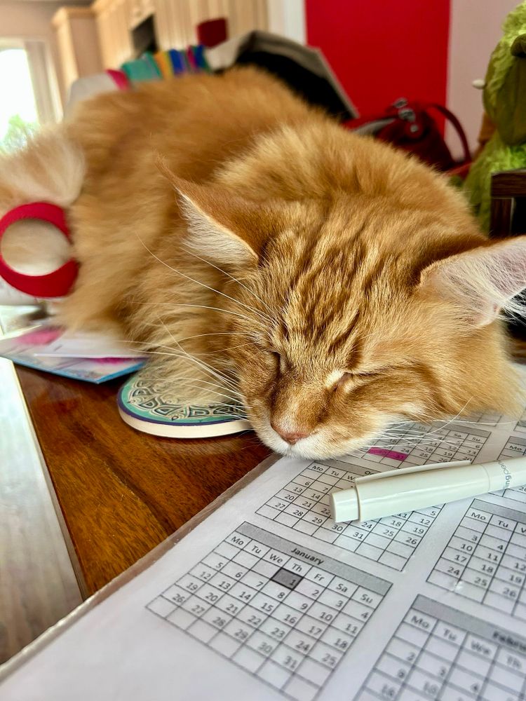 Gizmo the orange Maine Coon cat is fast asleep on a dark wood table with his head lying on a printed out calendar inside a clear polythene wallet. There’s a white pen on top of the calendar so it looks like Gizmo has been a busy boy at work today! If by work we of course understand that to mean napping and eating 😹😹