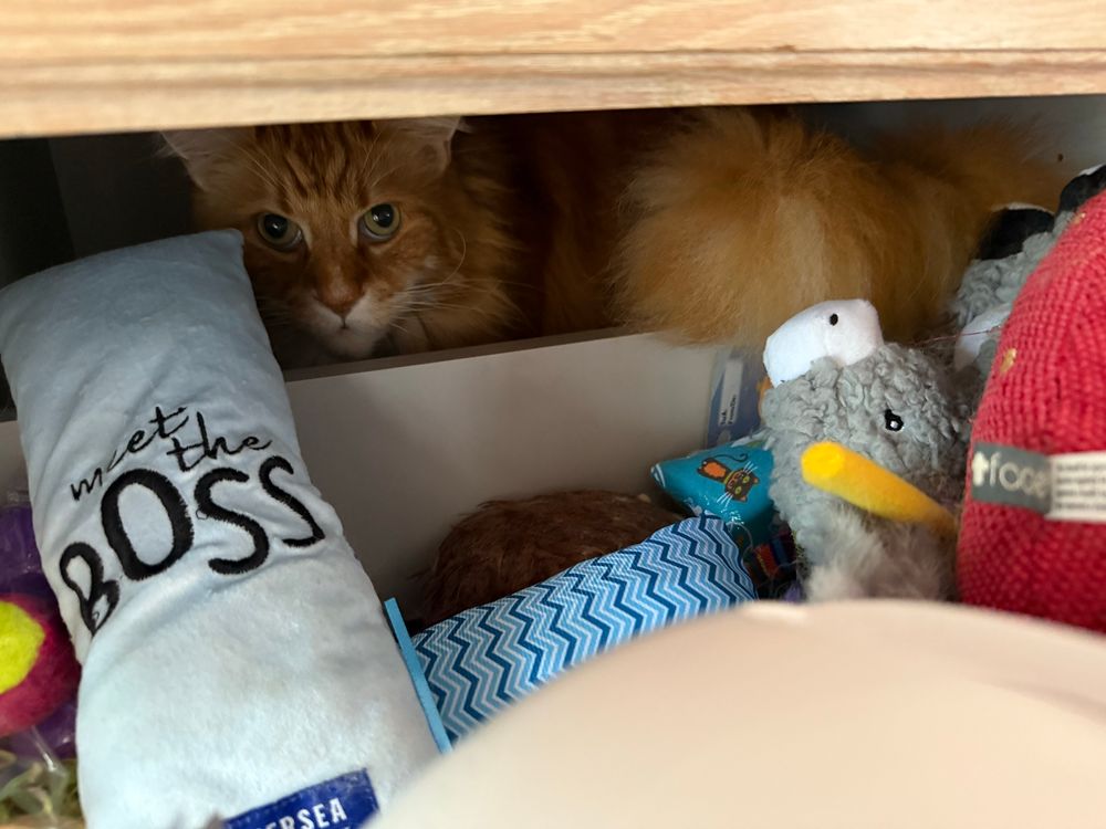 Pic 3 of 3: we are now at the level of the drawer and can see Gizmo hiding in the back behind the toys. There’s a long blue one on the left which says “meet the boss” and it’s quite an accurate description!