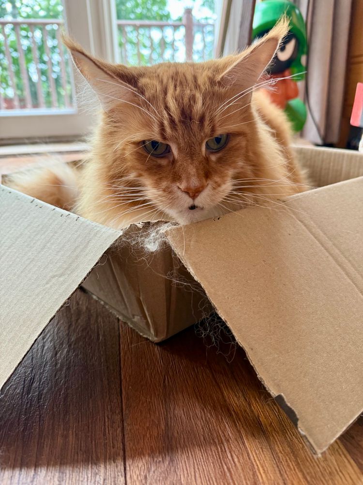Pic 1 of 2: a head on picture of Gizmo the orange Maine Coon cat who is lying inside a brown cardboard box. He’s in the loaf position but from this angle we can only see his head. His big pointy ears with their orange tips are standing up tall. In the back right of the picture you just see part of a Marvin the Martian statue standing guard at the back window. Marvin has a green helmet over his black face which has white eyes in a frowning pose. He has a red body.