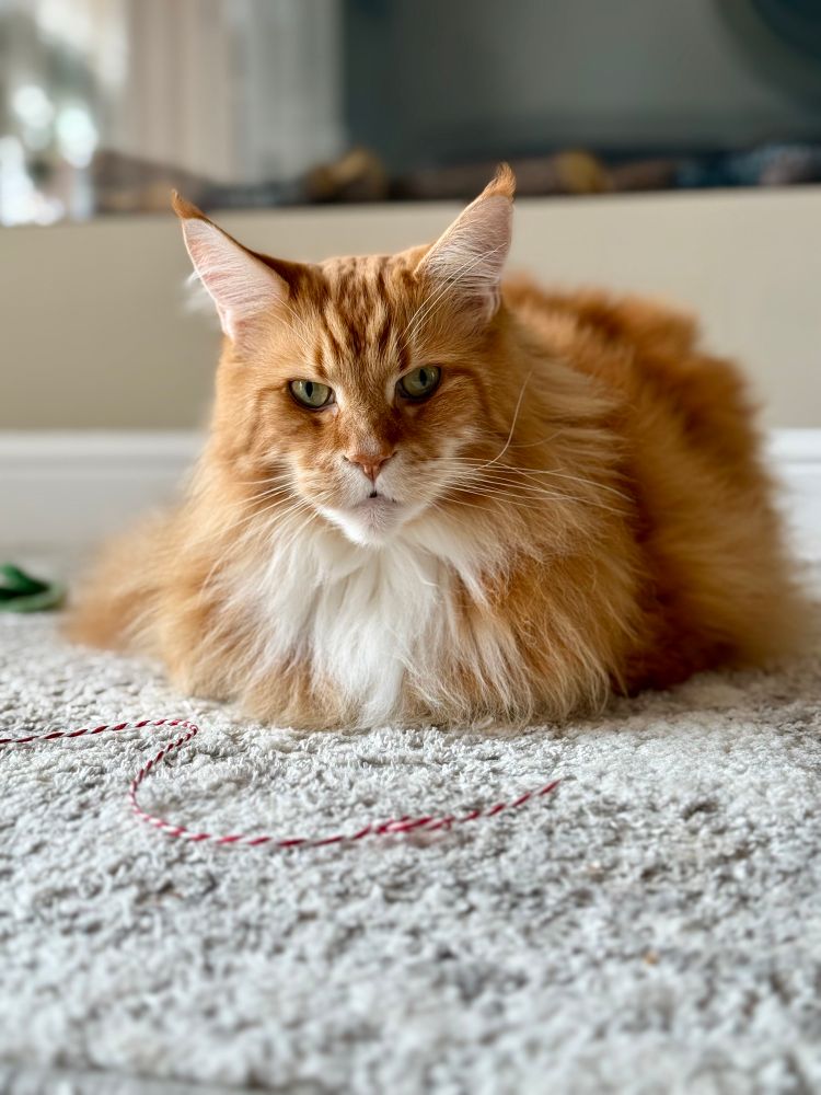 Gizmo the orange Maine Coon cat is in the loaf position (paws tucked) lying on a grey/silver/white rug. He’s looking directly at the camera with his striking green eyes. His orange fur looks smooth and shiny along with his snowy white chest fur which divides the orange either side. His large pointy ears are raised skywards as always with a light fur lining and orange tips. There’s a piece of red and white candy cane string just in front of Gizmo which was used for a recent bit of play!