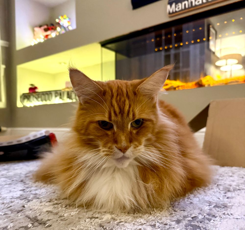 Gizmo the orange Maine Coon cat is in the loaf position (front paws tucked underneath and hidden by his expensive white chest fur) on a grey/silver/white rug. He has a very regal and serene look on his face as he relaxes. His green eyes have a warmer glow in the evening light from when this picture was taken. His long white whiskers are on full display as well along with his always fabulous large pointy ears - light coloured fur lined with the orange tips! In the background of the picture behind Gizmo are two cardboard boxes - one with black panelling on the left and a standard brown one on the right.  A wall mounted feature fireplace can be seen giving off a warm orange glow just like Gizmo! Lights are also giving off a glow from shelving on the feature wall where on the far left we can just about make out a sign with black writing on a grey background which says “Prosecco Palace”.