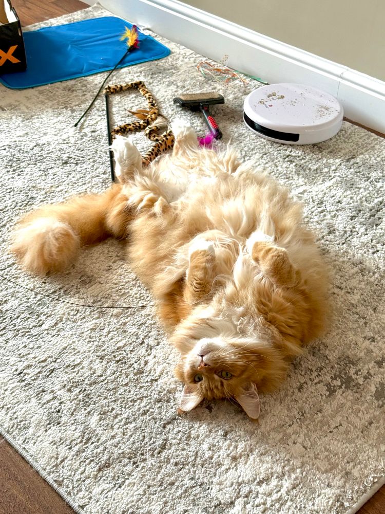 Gizmo the orange Maine Coon cat is lying on his back on a grey/silver/white rug with his back paws in the air and front paws pulled up to his chest! He’s been playing with catnip which makes him very excited initially before he mellows out. It was in a mouse toy which he ripped open and emptied - he’s actually left some catnip flakes on top of a white circular plastic toy in the background of the picture. Guess he’s not done yet! Behind Gizmo are some more cat toys - fishing style ones to catch him with - along with a black brush for grooming that lovely creamy tummy floof on show!