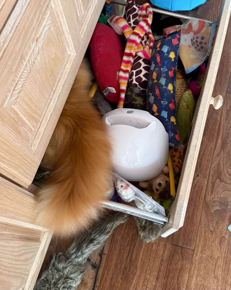 Pic 2 of 3: same as pic 1 really except all we can see of Gizmo now is his massive orange tail. The rest of him has disappeared into the drawer!